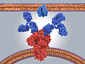 Antibodies binding to coronavirus protein, illustration