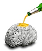 Effect of alcohol on the brain, conceptual image