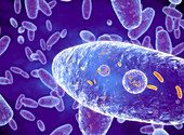 Bordetella pertussis bacteria, illustration