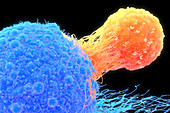 T-cell attaching to cancer cell, illustration