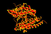 Human ACE2 receptor molecule
