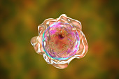 Cyst of Balamuthia amoeba, illustration