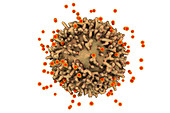 SARS-CoV-2 viruses and immune cell, illustration