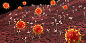 Covid-19 coronavirus binding to human cell, illustration