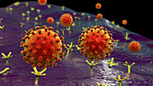 Covid-19 coronavirus binding to human cell, illustration