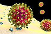 Covid-19 coronavirus binding to human cell, illustration
