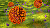 Covid-19 coronavirus binding to human cell, illustration