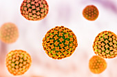 Hantavirus particles, illustration