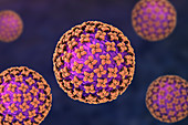 Hantavirus particles, illustration