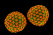 Hantavirus particles, illustration