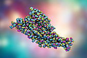 Hantavirus glycoprotein Gc, molecular model