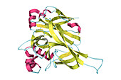 Hantavirus glycoprotein Gn, molecular model