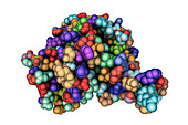 Hantavirus glycoprotein Gn, molecular model