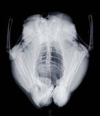Chicken from above, X-ray