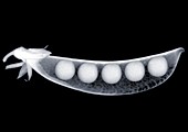 Five peas in a pod, X-ray