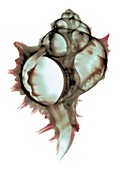 Shell, X-ray