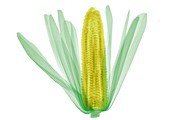 Corn on the cob, X-ray