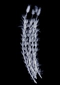 Lavender (Lavandula sp.), X-ray