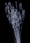 Dried lavender (Lavandula sp.), X-ray