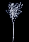 Lilac (Syringa sp.), X-ray