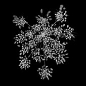 Parsley (Petroselinum crispum), X-ray