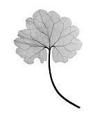 Cranesbill leaf, (Geranium sp.), X-ray