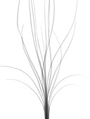 Dragon tree house plant (Dracaena draco), X-ray