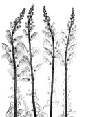 Snapdragon (Antirrhinum sp.), X-ray