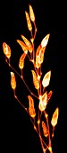 Ornamental chillies, X-ray
