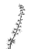 Larkspur (Delphinium sp.), X-ray
