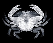Green shore crab, X-ray