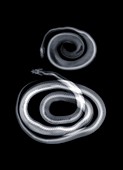 Two snakes, X-ray