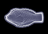 Fish shaped mould, X-ray
