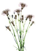 Bundle of flowers (Dianthus sp.), X-ray