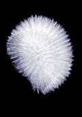 Coral, X-ray