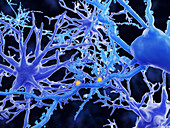 Protoplasmic astrocytes, illustration