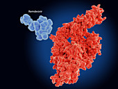 Potential coronavirus drug and target, illustration