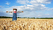 Scarecrow in field