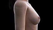Female mammary glands