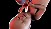 Human foetus at 38 weeks