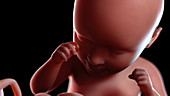 Human foetus at 35 weeks