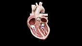 Human heart