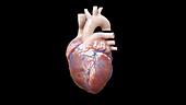 Human heart