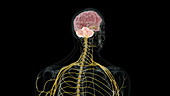 Human brain showing cerebellum