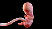 Human foetus at 9 weeks