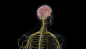 Human brain showing amygdala