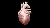 Human heart