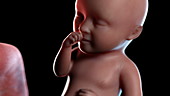 Human foetus at 34 weeks