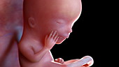 Human foetus at 13 weeks