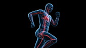 Vascular system of runner